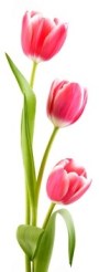 Tulips on the white background.